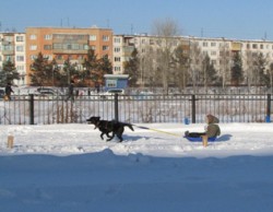 Юрга, ЮГС: Гонки на собаках