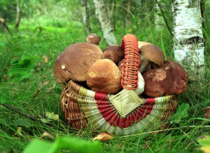 Юрга, ЮГС: Памятка для грибников