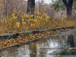 осень дождь