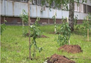 Юрга, ЮГС: В Юрге депутаты посадили аллею