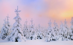 Юрга, ЮГС: Подари жизнь елочке