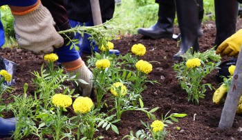 ЮГС: ТС «Снегири» принимает активное участие в конкурсе «Юрга – цветущий сад»