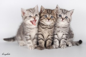 Юрга, ЮГС: 1 марта - всемирный день кошек