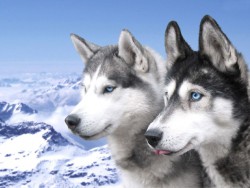 «ХаскиЛэнд» – большой питомник собак породы «сибирский хаски»