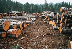 Юрга, ЮГС: Незаконная вырубка леса