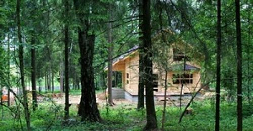 Успейте воспользоваться лесной амнистией!