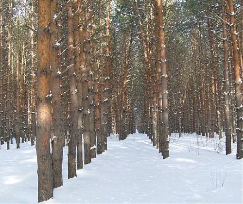 Кравчук Анастасия Олеговна