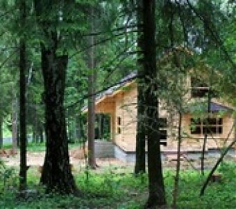 Успейте воспользоваться лесной амнистией!